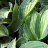 Hosta Striptease -France Fournitures De Jardin Soldes 2024 vds 104387 1