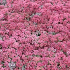 3 Sedum Lidakense