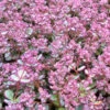 3 Sedum De Siebold -France Fournitures De Jardin Soldes 2024 vds 104502 1