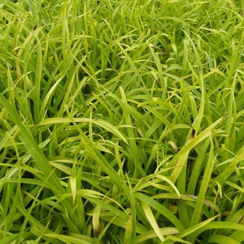 3 Luzules Des Bois Solar Flare 3 3 Luzules Des Bois Solar Flare