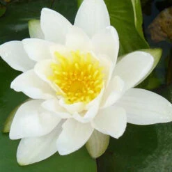 Nénuphar Blanc