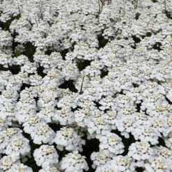 3 Thlaspi Toujours Vert Schneeflocke Corbeilles D'argents