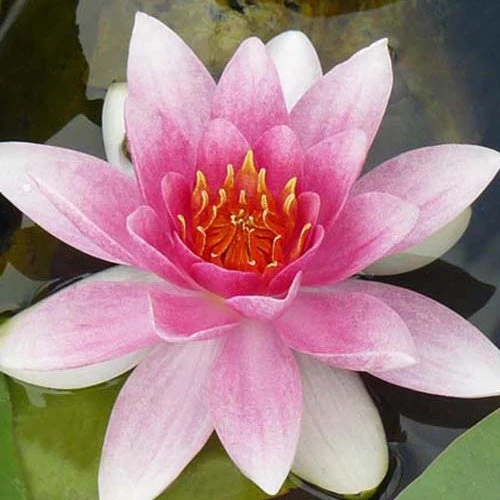 Nénuphar Masaniello 3 Nénuphar Masaniello