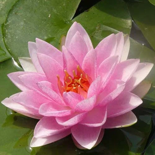 Nénuphar Mme Wilfron Gonnère 3 Nénuphar Mme Wilfron Gonnère