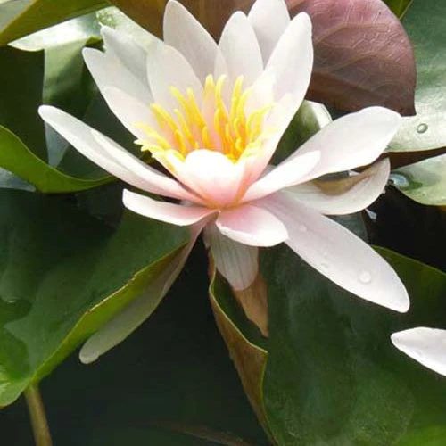 Nénuphar Rosennymphe 3 Nénuphar Rosennymphe