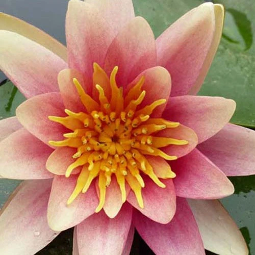 Nénuphar Sioux 3 Nénuphar Sioux