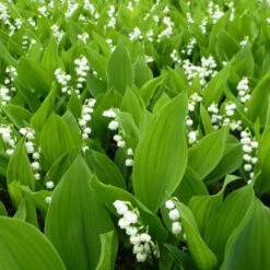 Muguet Blanc -France Fournitures De Jardin Soldes 2024 vds 25916 9 1705410385291