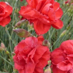 3 Œillets Mignardise David