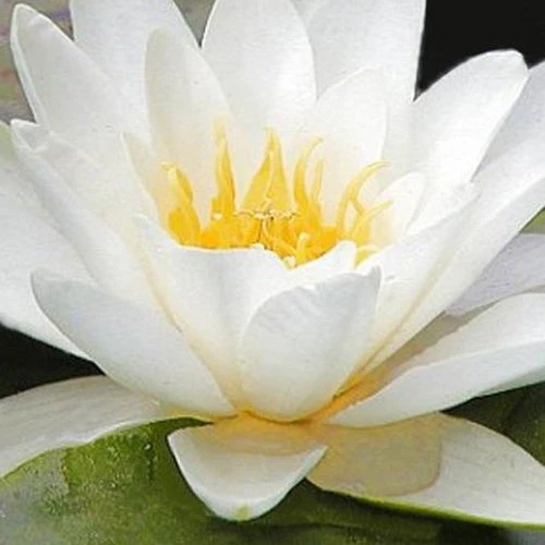 Nénuphar Marliacea Albida 3 Nénuphar Marliacea Albida