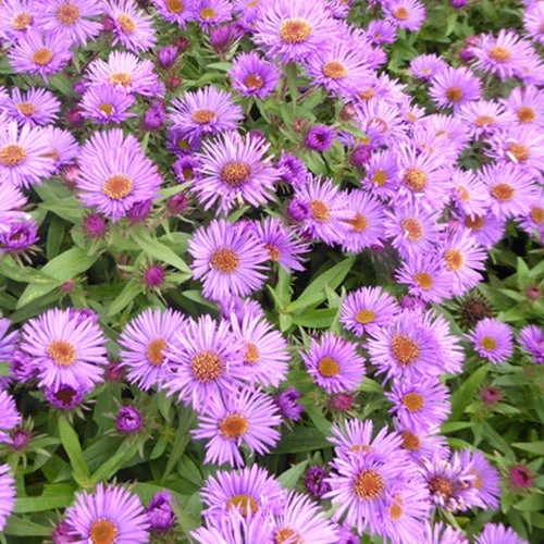 3 Astères De Nouvelle-Angleterre Purple Dome 3 3 Astères De Nouvelle-Angleterre Purple Dome
