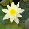 Nénuphar Marliacea Chromatella -France Fournitures De Jardin Soldes 2024 vds 71572 3