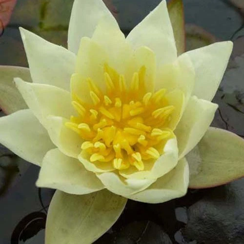 Nénuphar Nain Helvola 4 Nénuphar Nain Helvola – Image 2