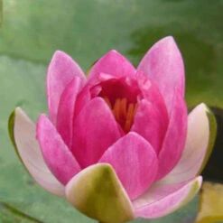 Nénuphar Nain Rubra