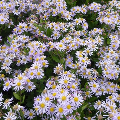 3 Astères Nains D'Automne Asran 3 3 Astères Nains D'Automne Asran