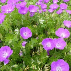 3 Géraniums Vivaces Sanguin Rose Foncé