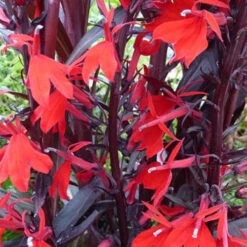 3 Lobelias écarlates Queen Victoria