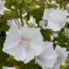 3 Mauves Musquées Blanches 2 3 Mauves Musquées Blanches -France Fournitures De Jardin Soldes 2024 vds 81959 3
