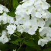 3 Phlox Paniculé White Admiral 1 3 Phlox Paniculé White Admiral -France Fournitures De Jardin Soldes 2024 vds 81966 3