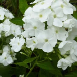 3 Phlox Paniculé White Admiral