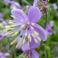 Pigamon Du Père Delavay