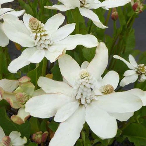 Anémopsis De Californie 3 Anémopsis De Californie