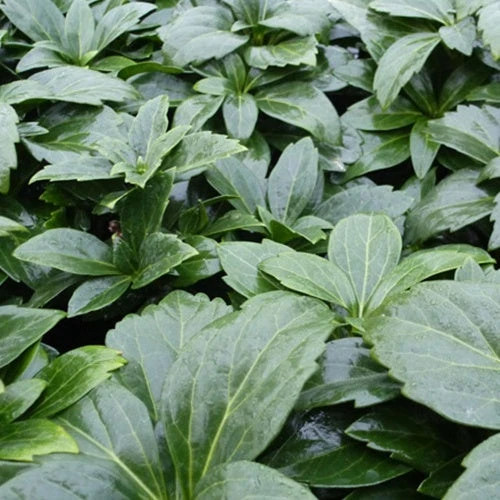 3 Pachysandre Green Carpet 3 3 Pachysandre Green Carpet