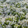 3 Thym Précoce à Fleurs Blanches 2 3 Thym Précoce à Fleurs Blanches -France Fournitures De Jardin Soldes 2024 vds 83436 2