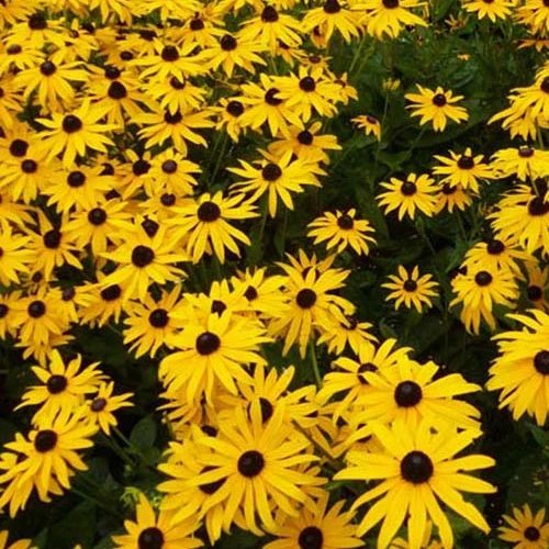 3 Rudbeckia Goldsturm 3 3 Rudbeckia Goldsturm