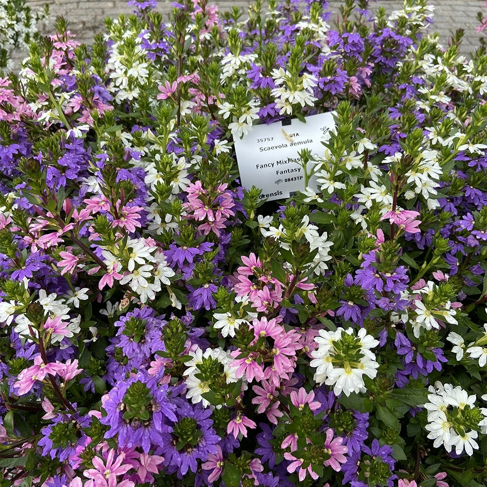 3 Scaevola Rose, Bleu, Blanc En Mélange 3 3 Scaevola Rose, Bleu, Blanc En Mélange