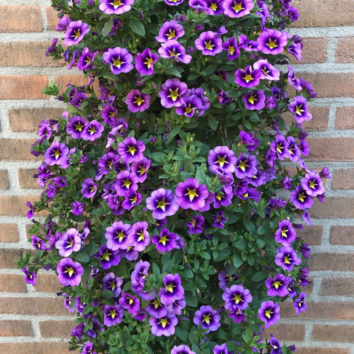 3 Mini-pétunias Bumble Bee 3 3 Mini-pétunias Bumble Bee