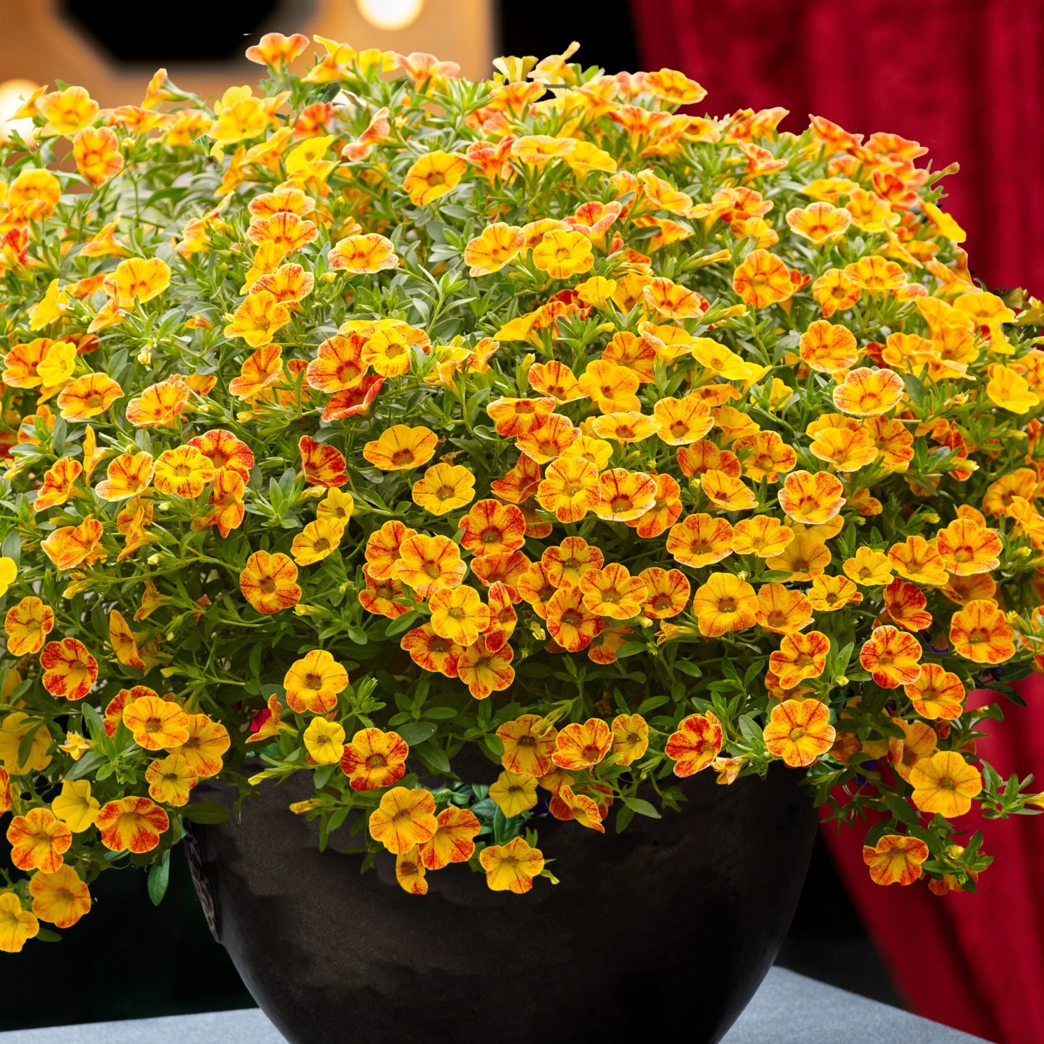 3 Mini-pétunias Jaunes/rouges 4 3 Mini-pétunias Jaunes/rouges – Image 2