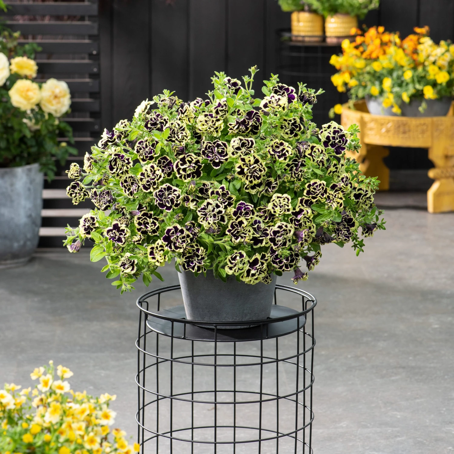 3 Pétunias Fleur Double Noir/jaune 4 3 Pétunias Fleur Double Noir/jaune – Image 2