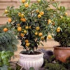 Calamondin -France Fournitures De Jardin Soldes 2024 vdv 112540 2
