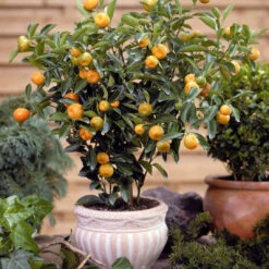 Calamondin