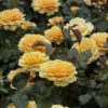 Rosier Amber Queen ® 1 Rosier Amber Queen ® -France Fournitures De Jardin Soldes 2024 ver 103257 1