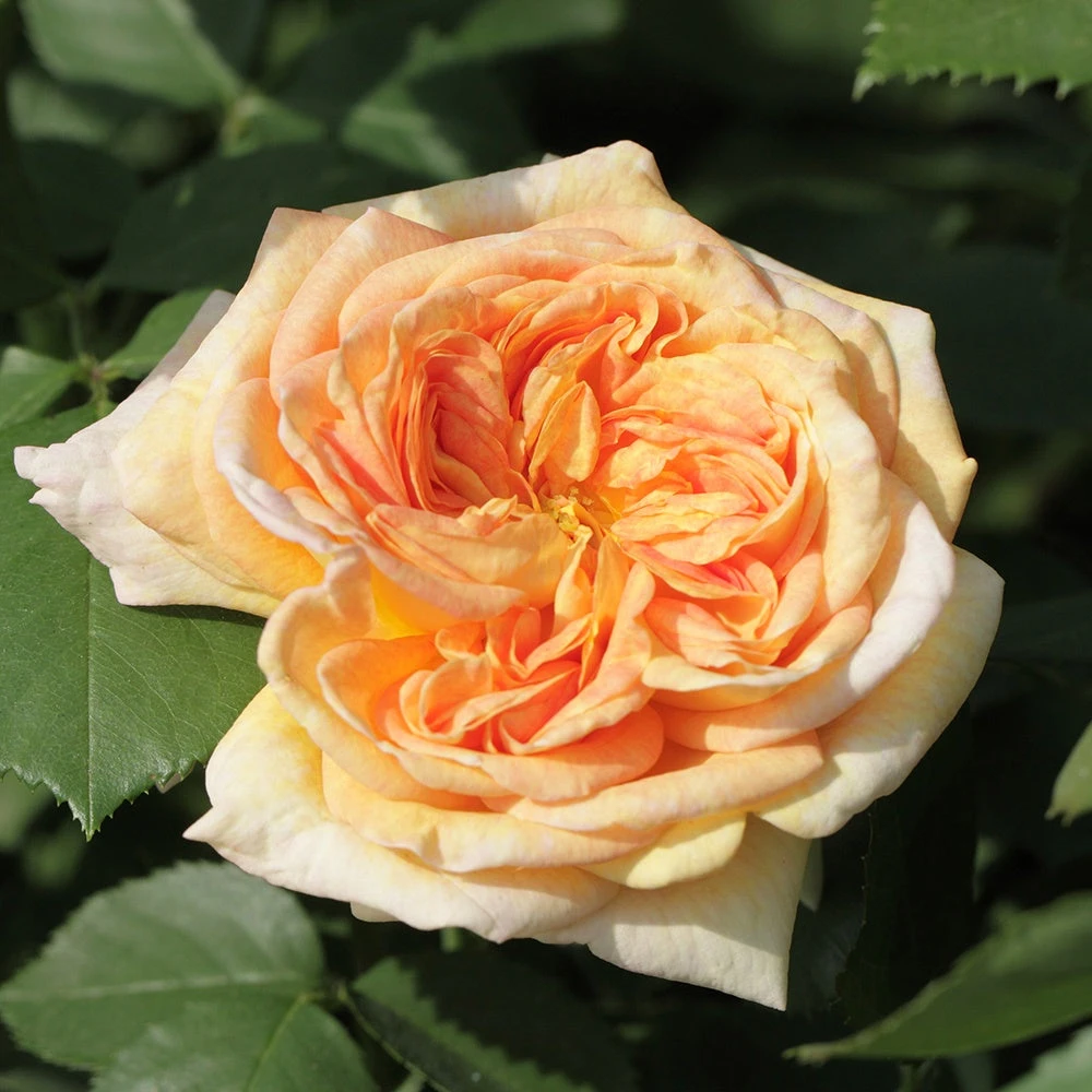 Rosier Grimpant Alchymiste 3 Rosier Grimpant Alchymiste