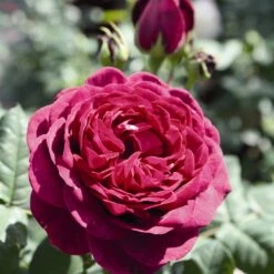 Rosier Astrid Gräfin Von Hardenberg ®