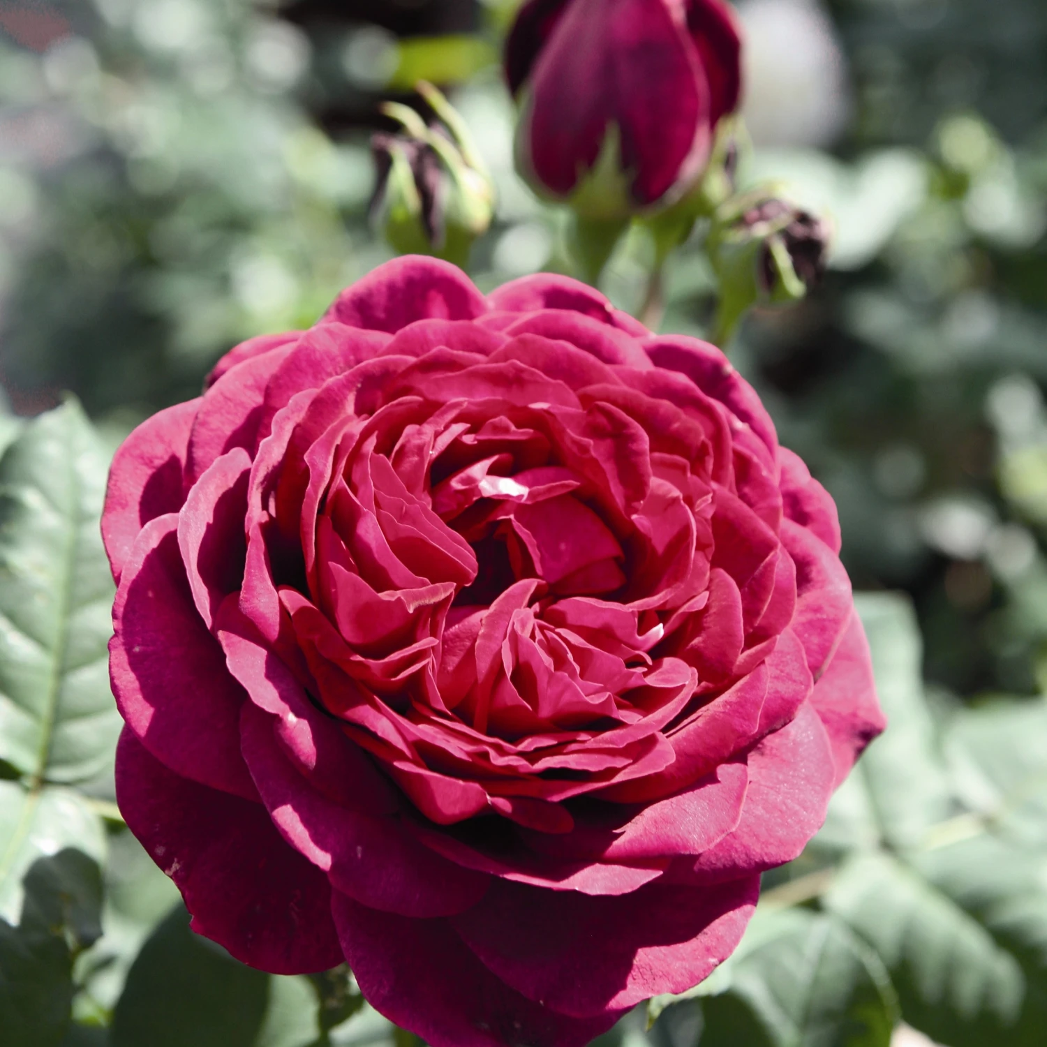 Rosier Astrid Gräfin Von Hardenberg ® 3 Rosier Astrid Gräfin Von Hardenberg ®