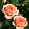 Rosier Sweet Dream ® 2 Rosier Sweet Dream ® -France Fournitures De Jardin Soldes 2024 ver 103523 1