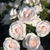 Rosier Aspirin Rose ® 1 Rosier Aspirin Rose ® -France Fournitures De Jardin Soldes 2024 ver 111520 1