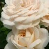 Rosier Lions-Rose ® -France Fournitures De Jardin Soldes 2024 ver 111521 1