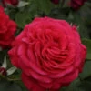 Rosier Dame De Cœur -France Fournitures De Jardin Soldes 2024 ver 62942 2