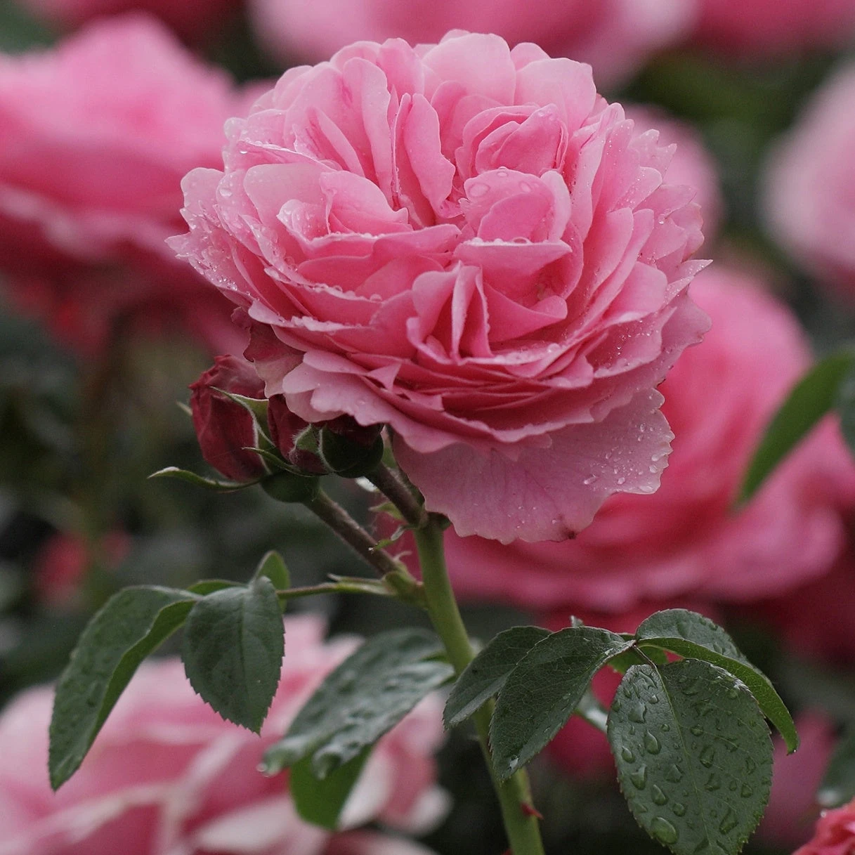 Rosier Rose Leonardo Da Vinci® 3 Rosier Rose Leonardo Da Vinci®