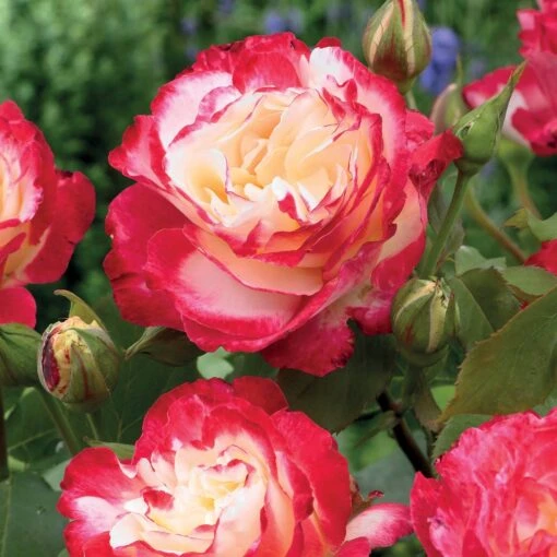 Rosier Buisson Double Delight -France Fournitures De Jardin Soldes 2024 vis 100363 6 1708340192405