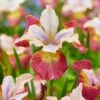 3 Iris De Sibérie Sugar Rush -France Fournitures De Jardin Soldes 2024 vis 103409 1