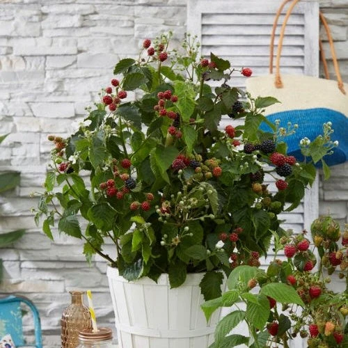 Mûrier Little Black Prince 4 Mûrier Little Black Prince – Image 2