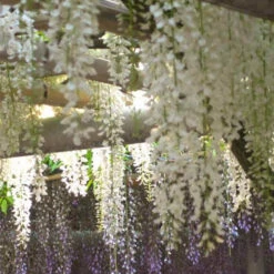 Glycine Blanche Sur Tige -France Fournitures De Jardin Soldes 2024 w70026 3832370f 6ddc 4cfb ae24 7162b4974cd7 1700060216008