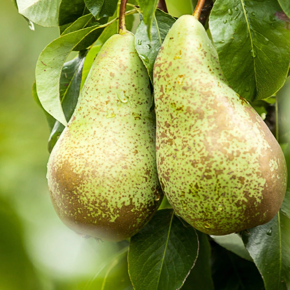 Poirier Conférence 5 Poirier Conférence – Image 3