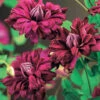 Clématite Double Pourpre 1 Clématite Double Pourpre -France Fournitures De Jardin Soldes 2024 wil 100602 4