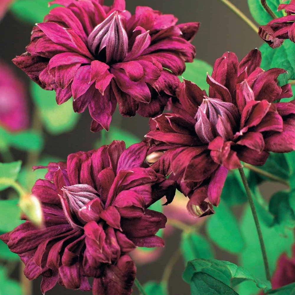 Clématite Double Pourpre 3 Clématite Double Pourpre